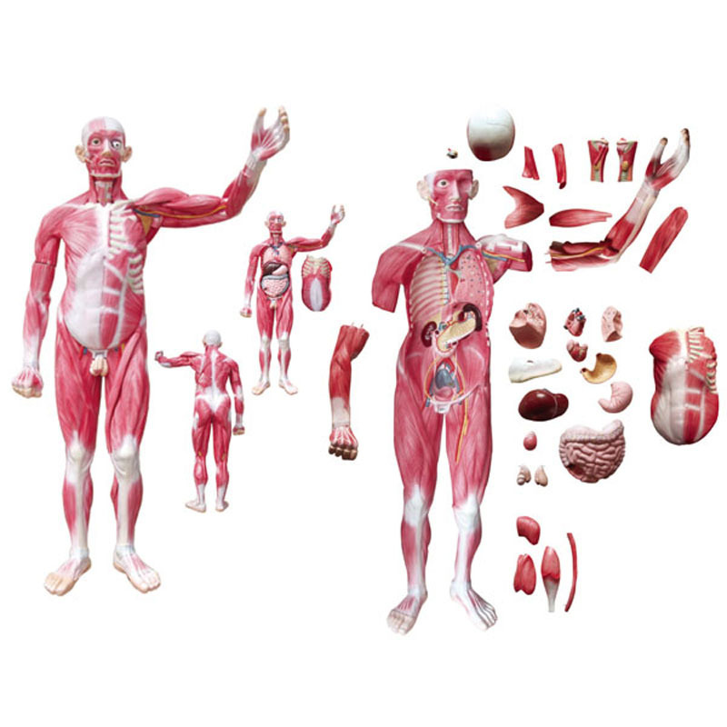 175cm Human Whole body 29 Parts viscera muscles anatomy model