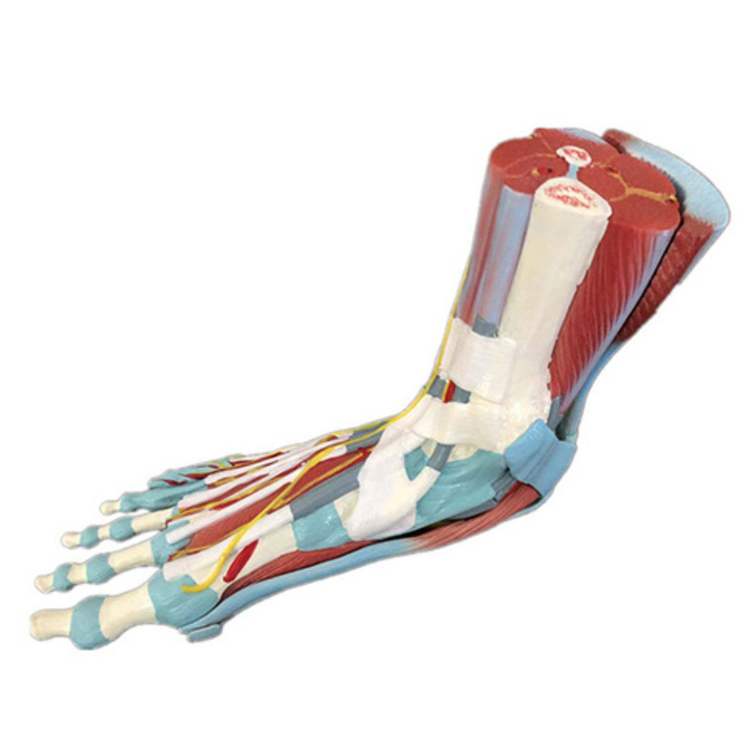 Medical Science Life Size Human Foot Model with Muscle Foot Bone Anatomy Model Foot Dissection Model