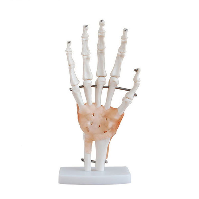 High-quality anatomy teaching model Educational Model Life Size Hand Joint With Ligaments Skeleton