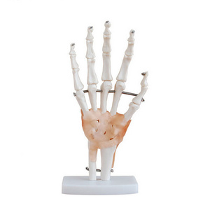 High-quality anatomy teaching model Educational Model Life Size Hand Joint With Ligaments Skeleton