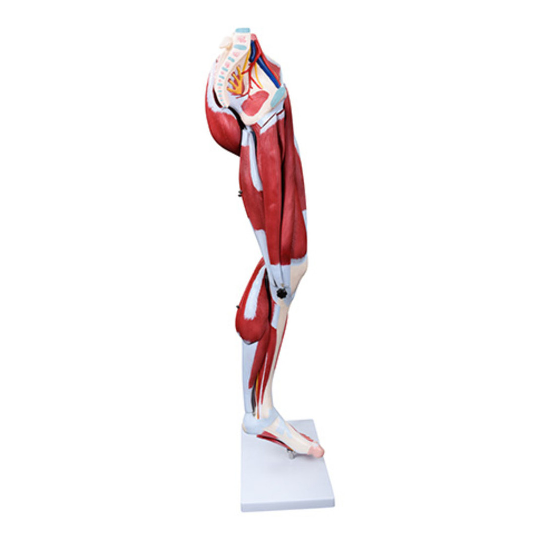 Medical Science Life Size Human Leg Model with Muscle Leg  Bone Anatomy Model Leg Dissection Model 13 parts