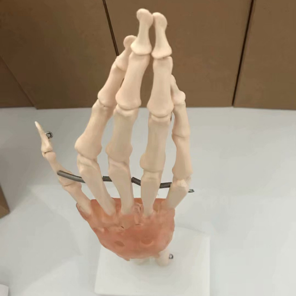 Medical Science Teaching Anatomy Anatomical Human hand Joint Model  joint models