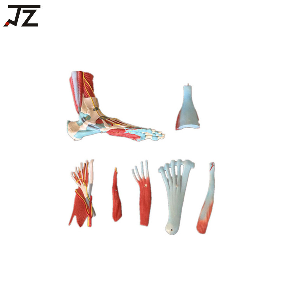 Medical Science Life Size Human Foot Model with Muscle Foot Bone Anatomy Model Foot Dissection Model