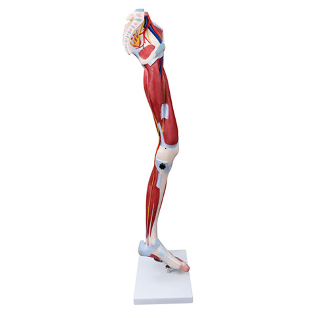 Medical Science Life Size Human Leg Model with Muscle Leg  Bone Anatomy Model Leg Dissection Model 13 parts