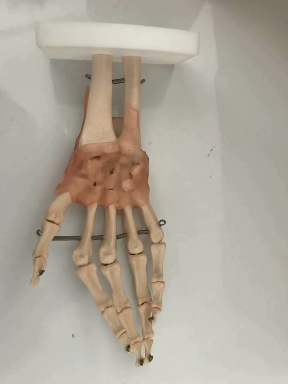 Medical Science Teaching Anatomy Anatomical Human hand Joint Model  joint models