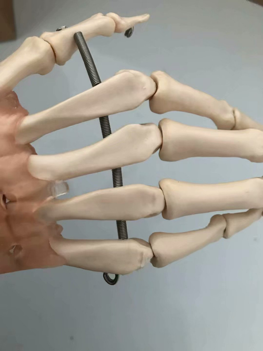 Medical Science Teaching Anatomy Anatomical Human hand Joint Model  joint models