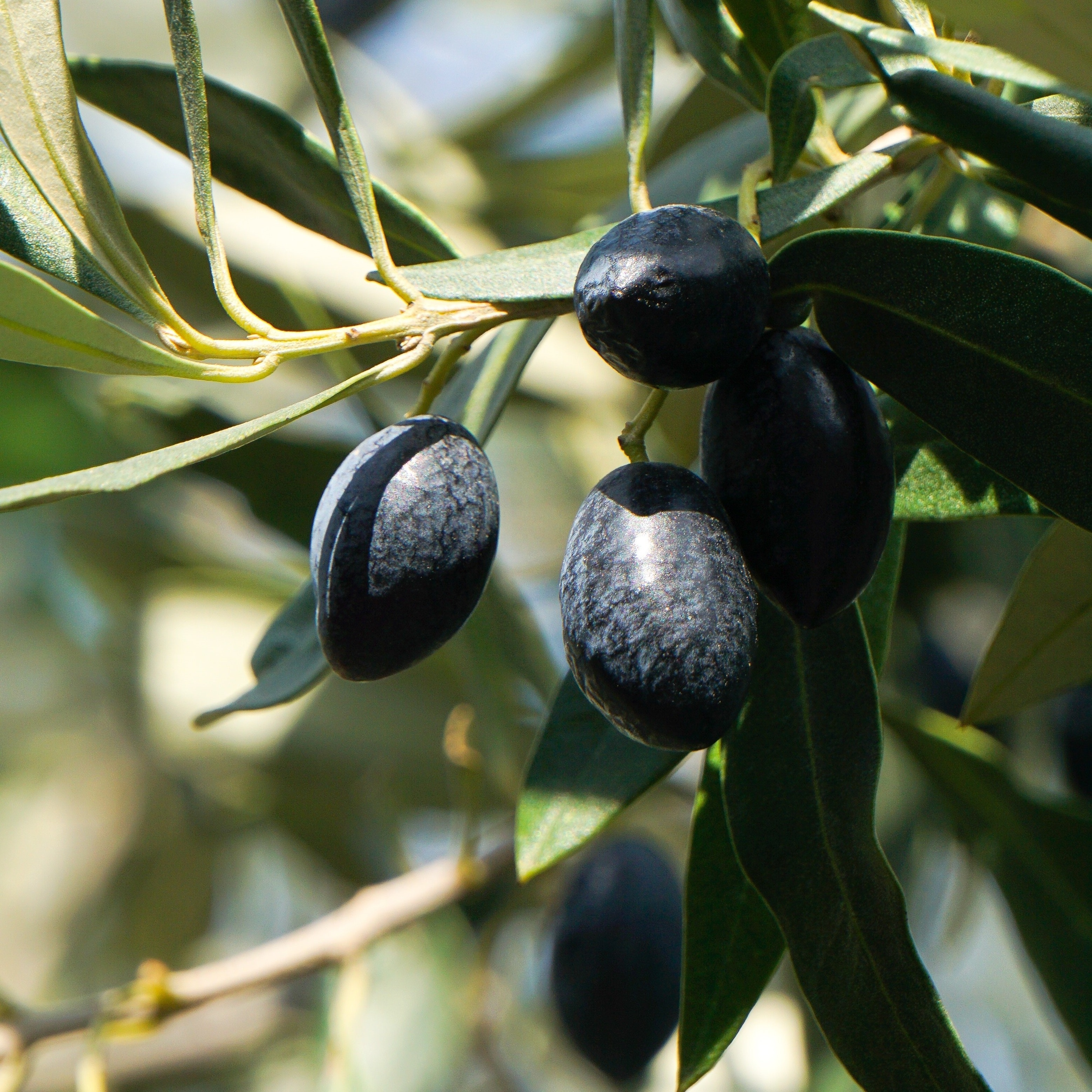 Delicious Appetizer Canned Baked Black Olives In Sunflower Oil For Appetizer Or Side Dish Or To Cook