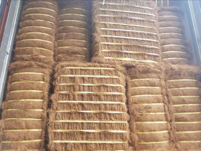 Arava Coir Mattress fiber for Rubberize Coir Sheet