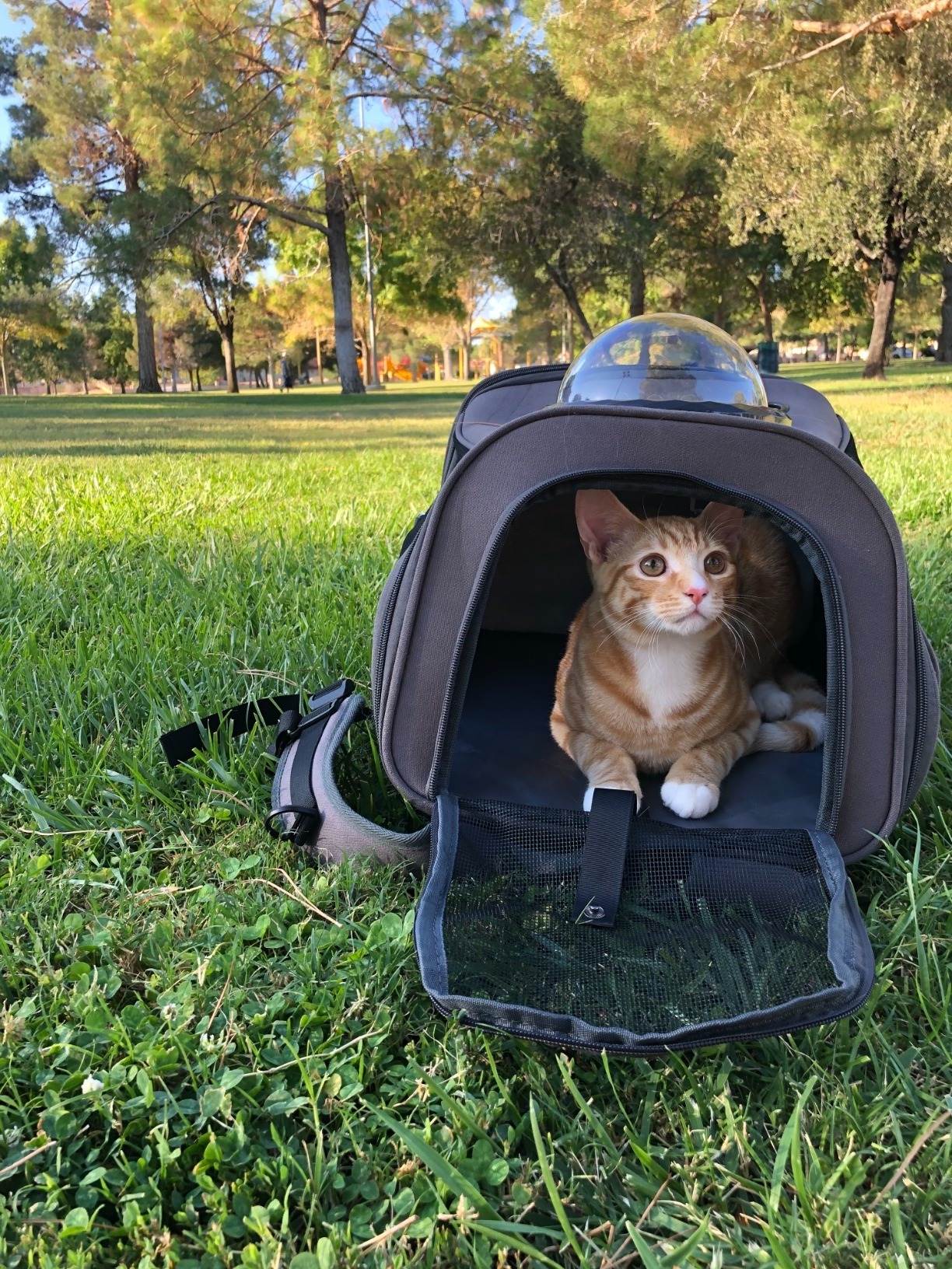 Pet Carrier Large Backpack for Cats and Dogs Pet Carriers Bag Travel Products Cat Travel Bubble Bag Pet Carrier Airline Approved