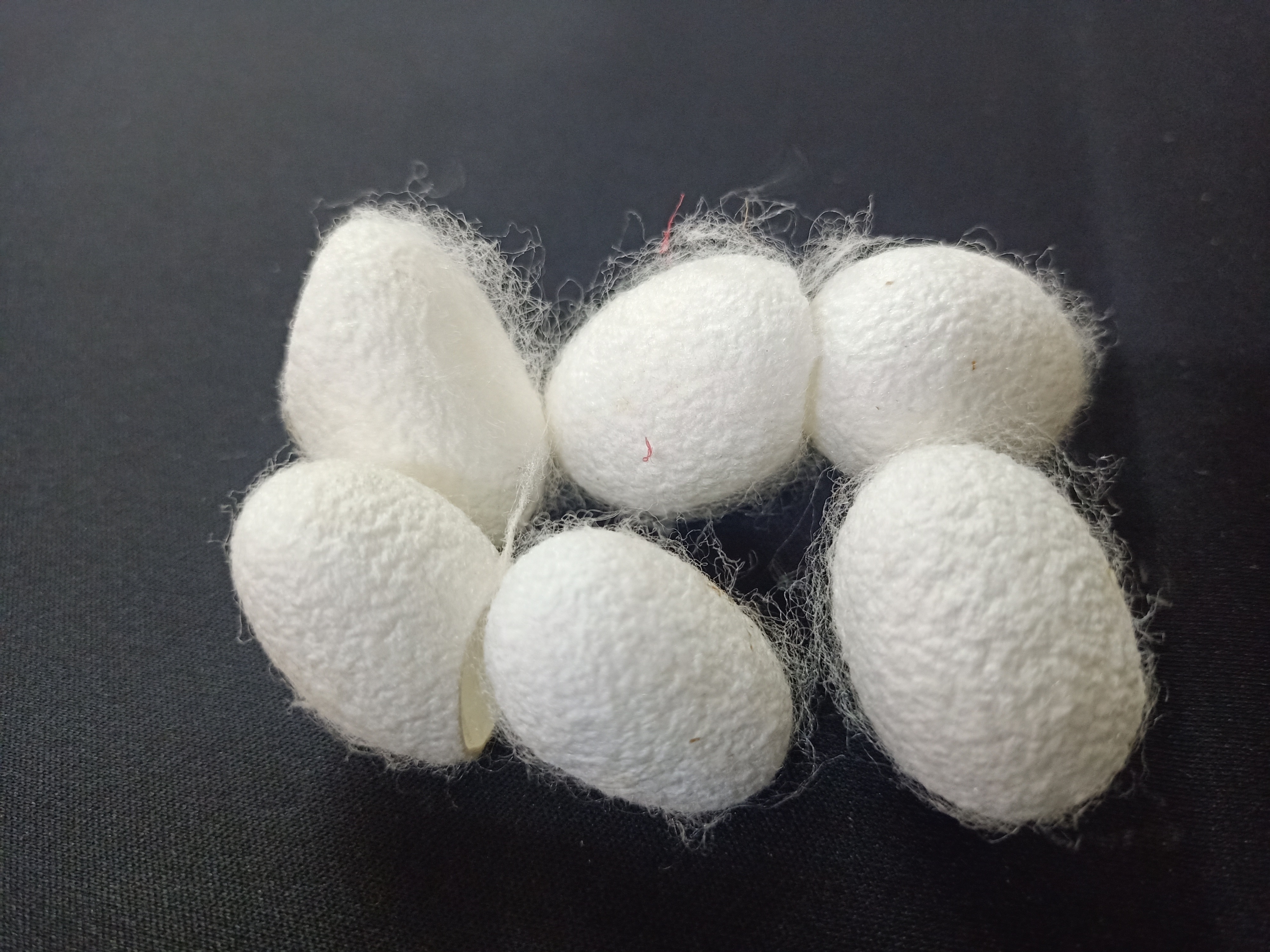 custom made natural cleaned and cut mulberry silk cocoons ideal for resale by yarn and fiber stores