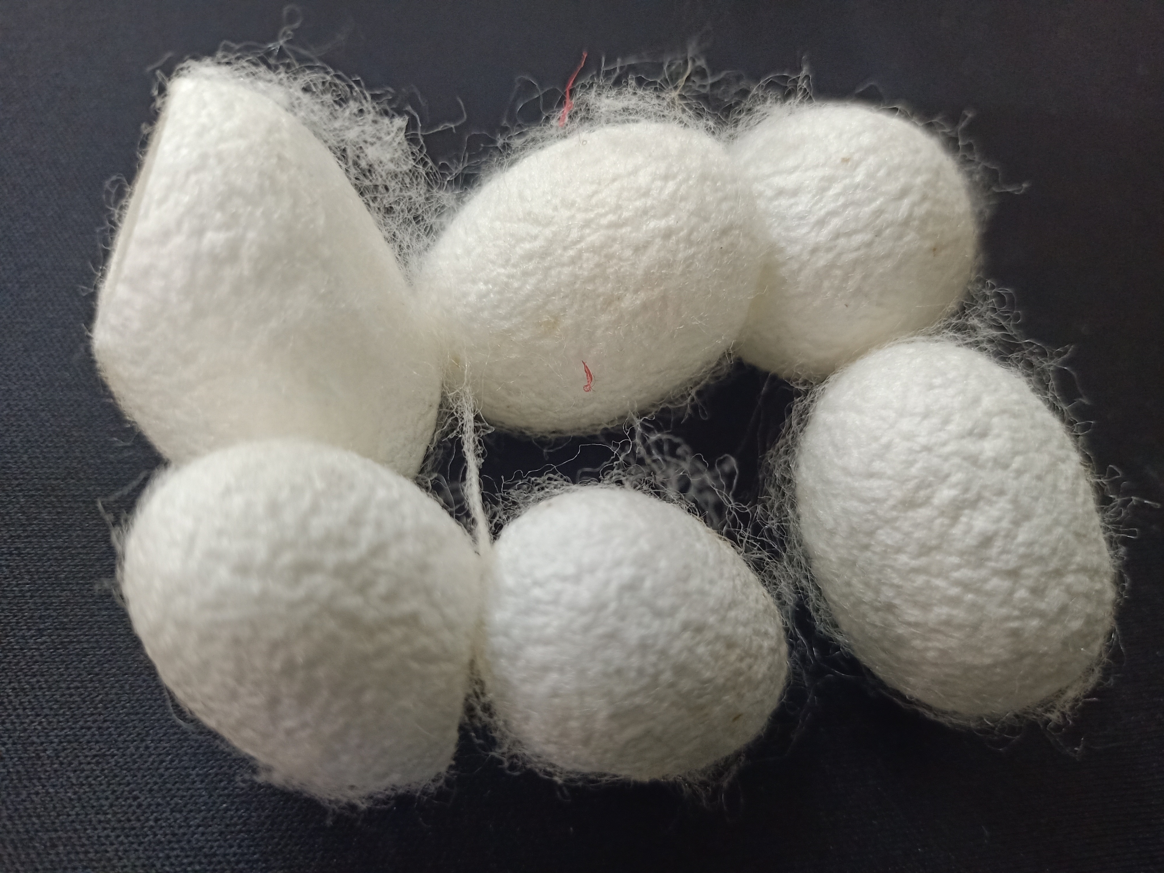 custom made natural cleaned and cut mulberry silk cocoons ideal for resale by yarn and fiber stores