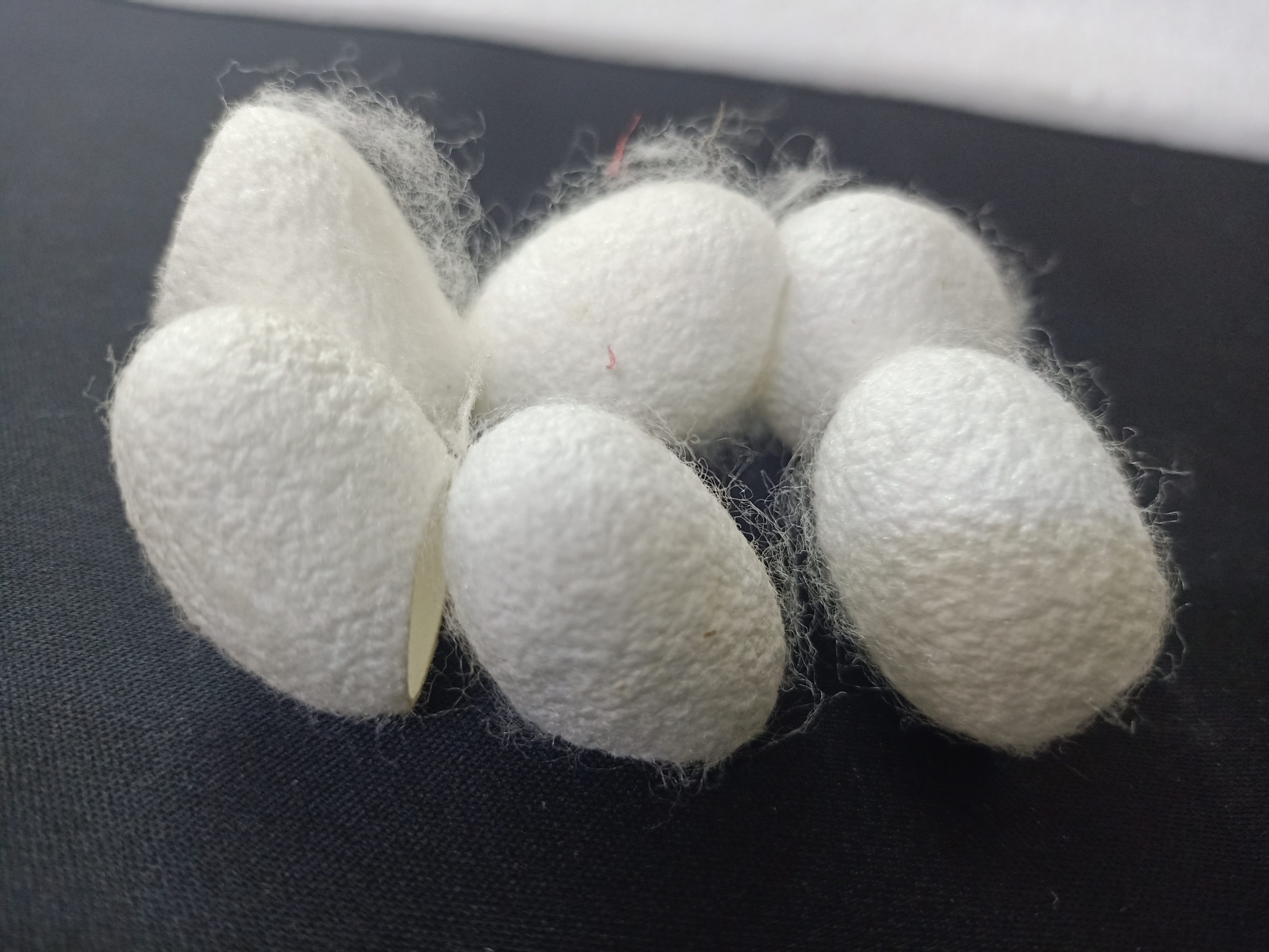 custom made natural cleaned and cut mulberry silk cocoons ideal for resale by yarn and fiber stores