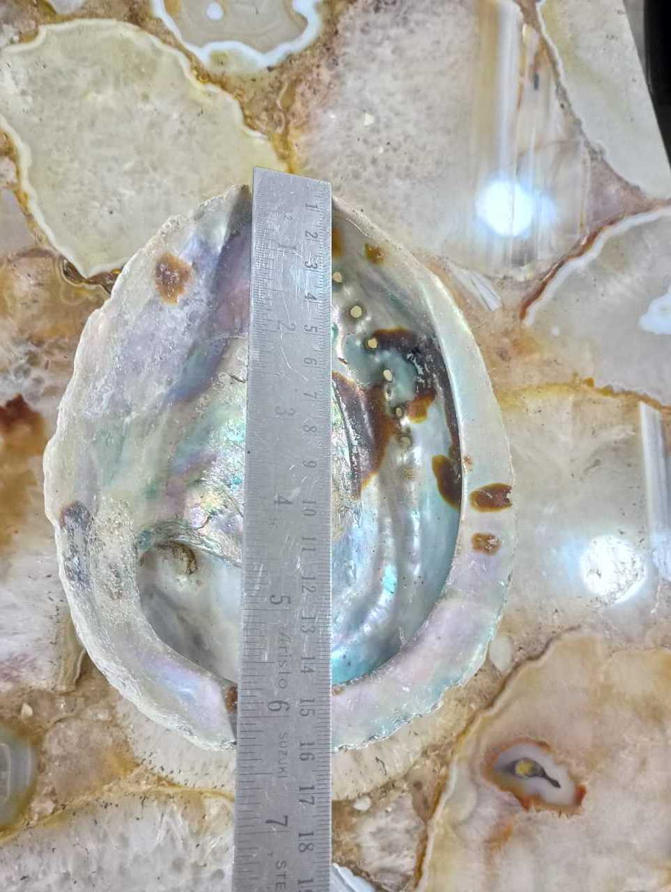 Very attractive natural polished mother of pearl abalone shells ideal for resale by native jewelry and costume designers