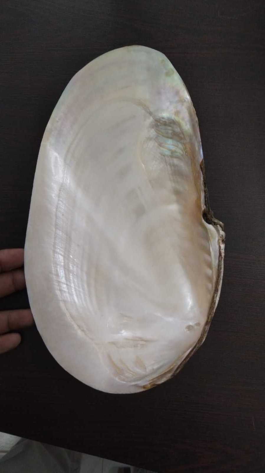 natural polished river clam shells suitable for resale by shell stores and sea shell suppliers. ideal for resale