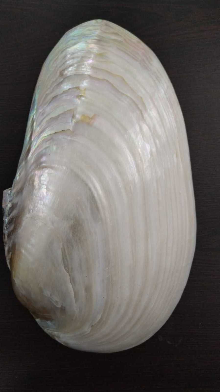 natural polished river clam shells suitable for resale by shell stores and sea shell suppliers. ideal for resale