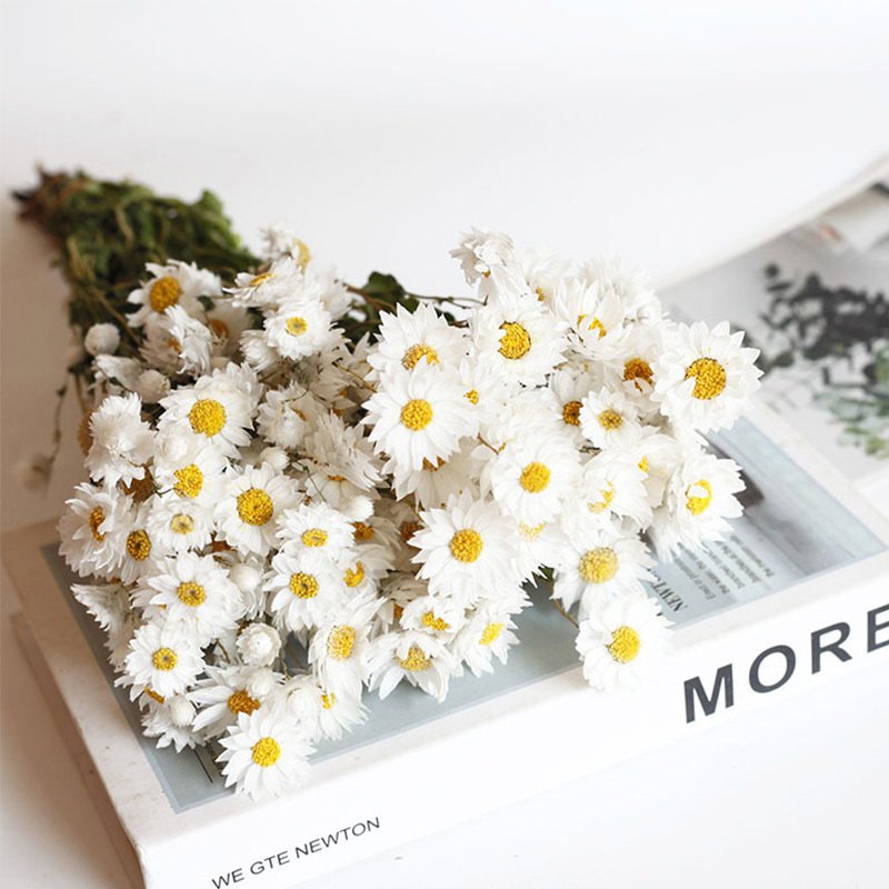 Natural Dried Daisy Flowers Head White Daisy Flowers Home Wedding Garden Decoration DIY Mini Daisy Decorative Dried Flowers