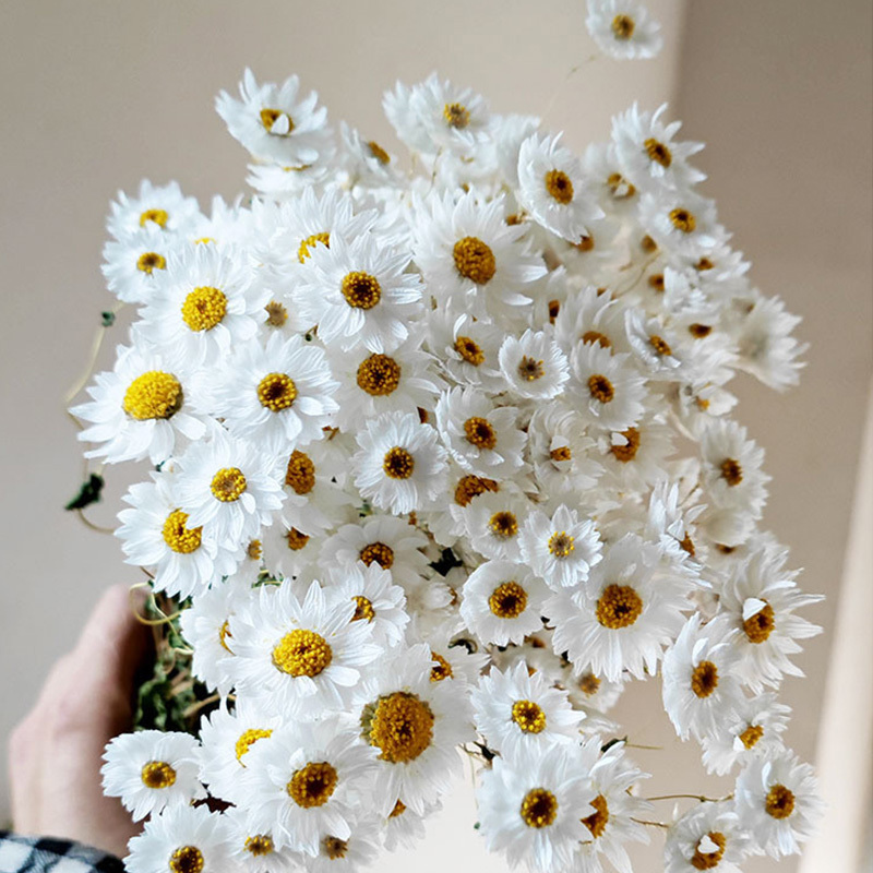 Natural Dried Daisy Flowers Head White Daisy Flowers Home Wedding Garden Decoration DIY Mini Daisy Decorative Dried Flowers