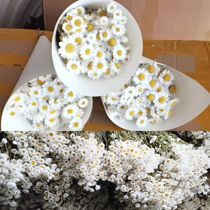 Natural Dried Daisy Flowers Head White Daisy Flowers Home Wedding Garden Decoration DIY Mini Daisy Decorative Dried Flowers