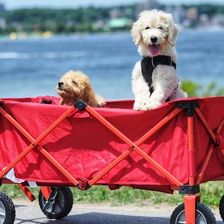 Utility Adjustable Handle Collapsible Foldable Folding Dog Beach Wagon Cart