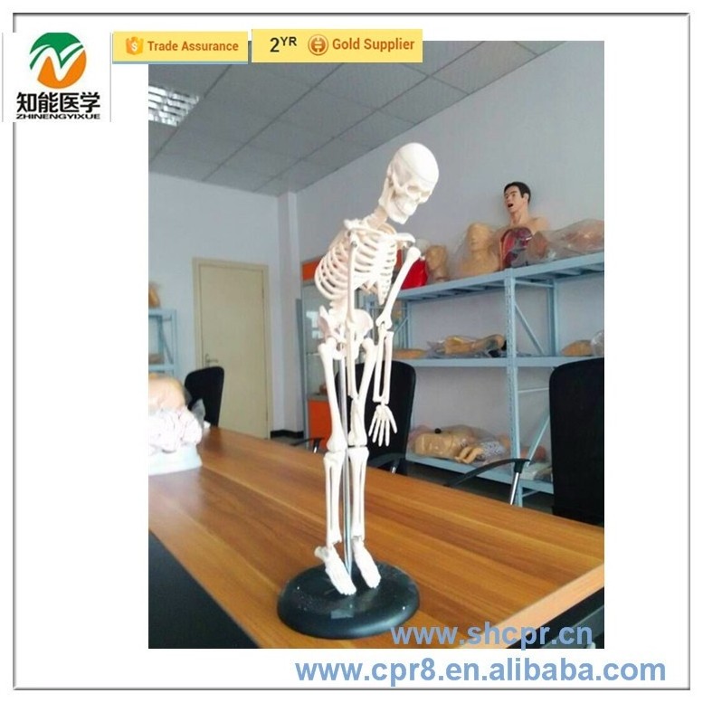 BIX-A1006 Table-top medical human anatomy skeleton model