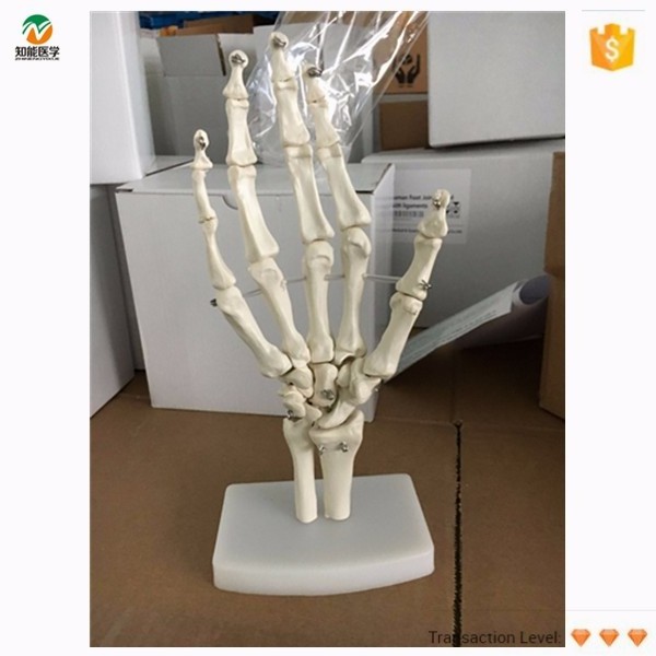 Life-size Hand Joint Skeleton Model Hands Cheap Plastic Skeletons