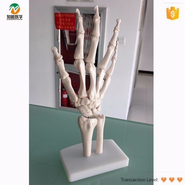 Life-size Hand Joint Skeleton Model Hands Cheap Plastic Skeletons