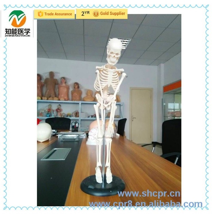 BIX-A1006 Table-top medical human anatomy skeleton model