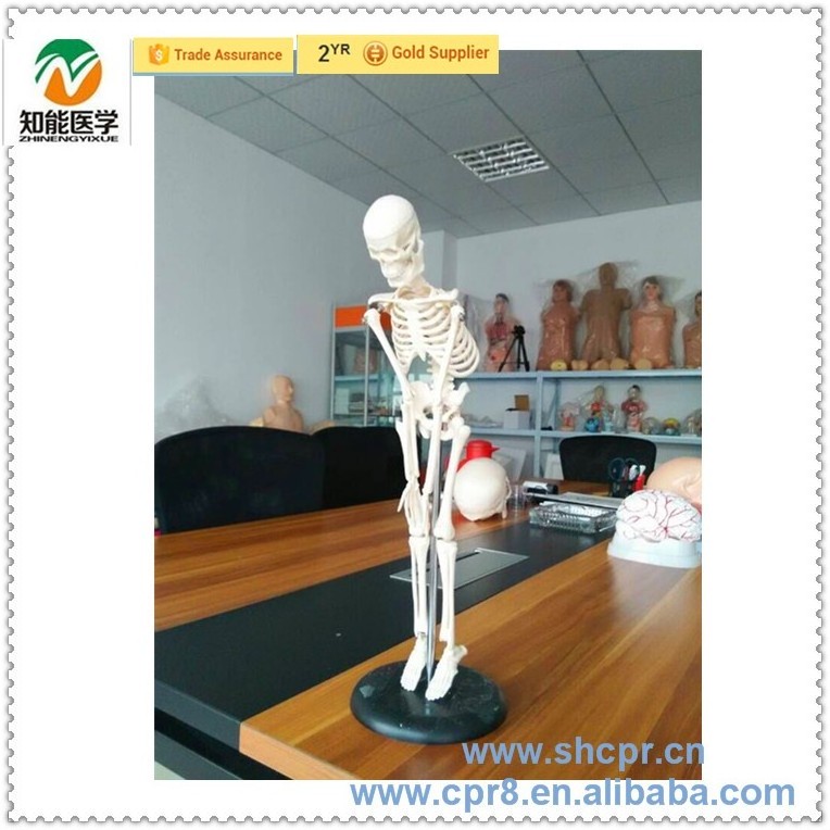 BIX-A1006 Table-top medical human anatomy skeleton model