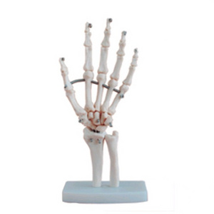 Life-size Hand Joint Skeleton Model Hands Cheap Plastic Skeletons