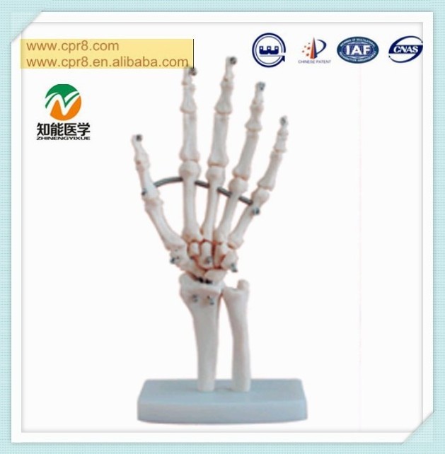 Life-size Hand Joint Skeleton Model Hands Cheap Plastic Skeletons