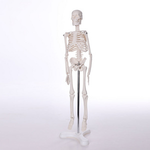 BIX-A1006 Table-top medical human anatomy skeleton model