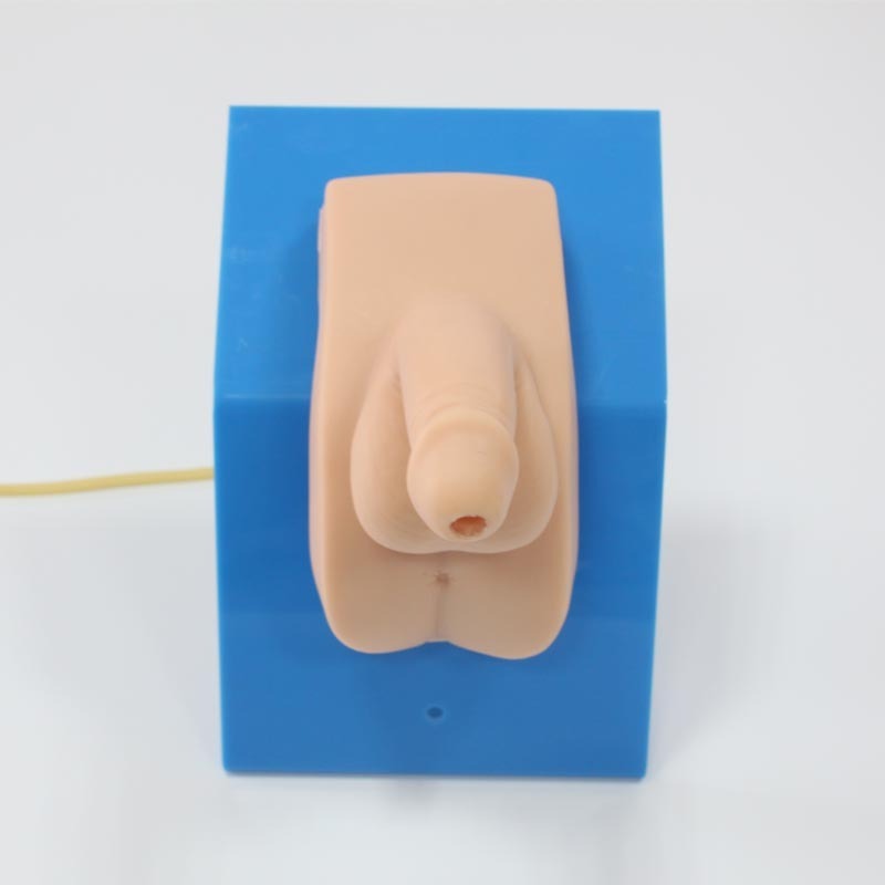 Skin Color Chinon Advanced High Quality Human Nursing Training Male Urinary Genitalia And Urethral Catheterization Model