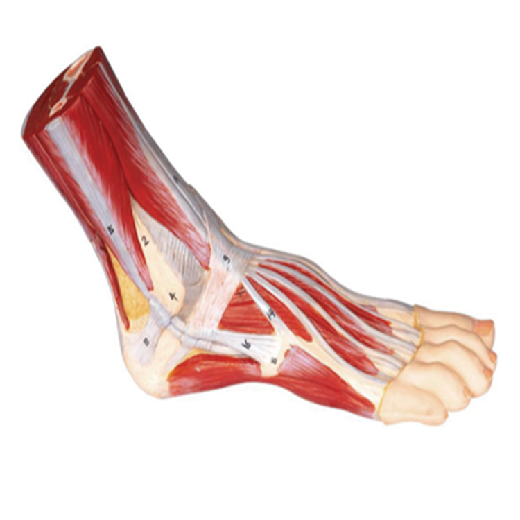 BIX-A1105 Human anatomy of foot muscle models and major blood vessels and nerve feet for medical teaching and student training