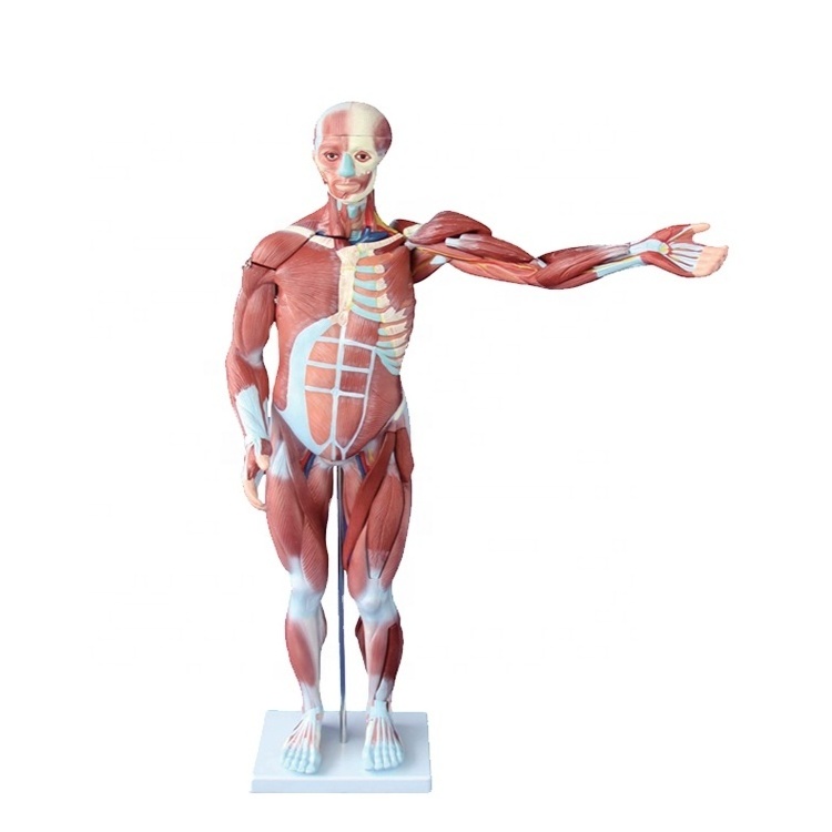 SC-A1100 80cm Human Body Muscle with 27 Parts Organs Anatomy Model