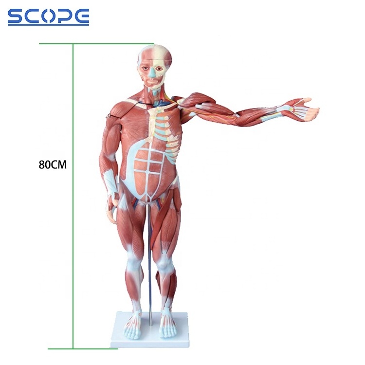 SC-A1100 80cm Human Body Muscle with 27 Parts Organs Anatomy Model