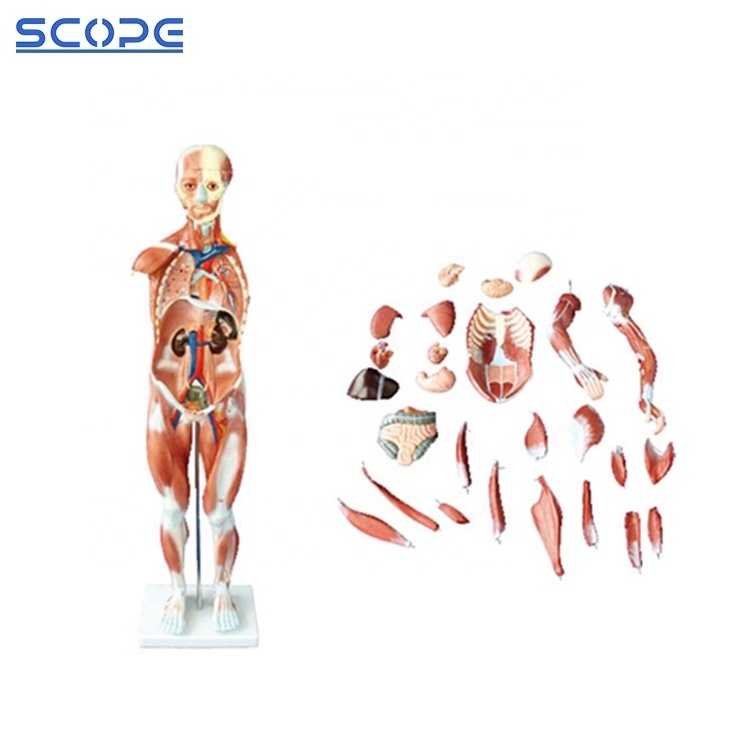 SC-A1100 80cm Human Body Muscle with 27 Parts Organs Anatomy Model