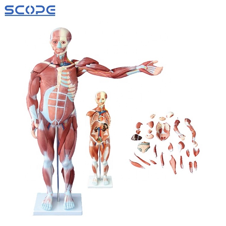 SC-A1100 80cm Human Body Muscle with 27 Parts Organs Anatomy Model