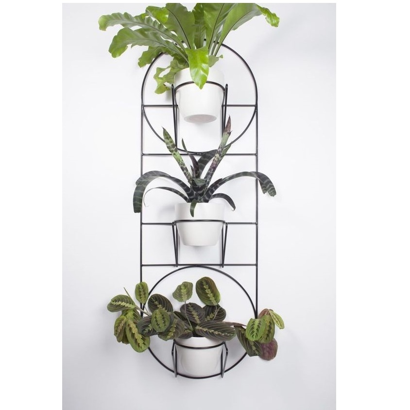 Brass Finished Iron Metal Plant Hanger Metal Wall & Ceiling Hanging Planter Modern Planter & Flower Pot At Best Market Price