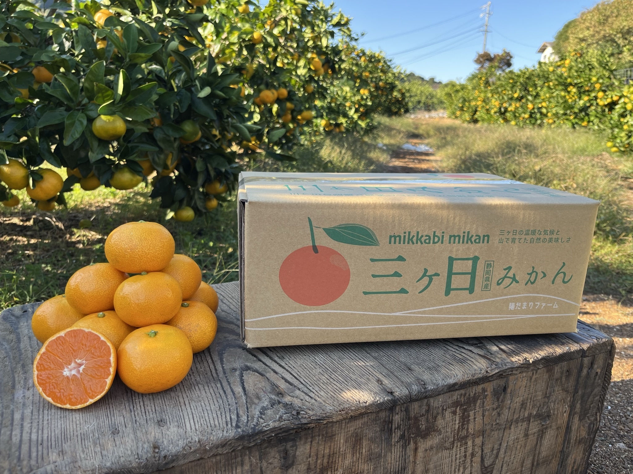 Good Hot Selling Richness Sweet Mandrin Orange Fruit Drink Juice