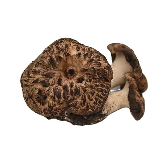 Factory Cheap Price Direct Black Tiger Palm Fungus Dried Sarcodon Imbricatus Mushroom For Sale