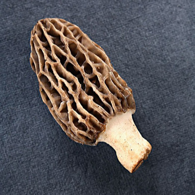 Yunnan Food Organic Bulk Healthy AD Brown Morels Dry High Quality Health Morchella Dried Wild Morel Mus Dried Mushroom 1 Kg