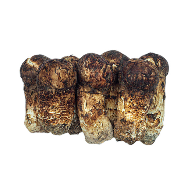 New season china supply different size freeze dried fresh wild matsutake