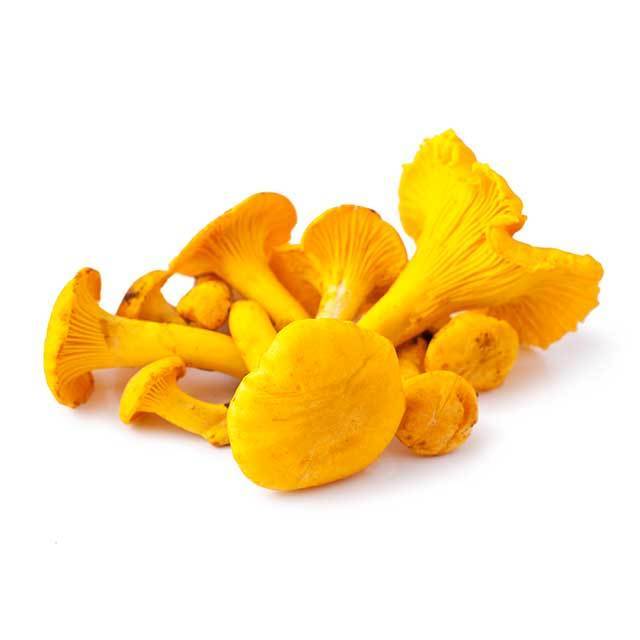 Wild Dried Cantharellus Cibarius Golden Chanterelle Mushrooms