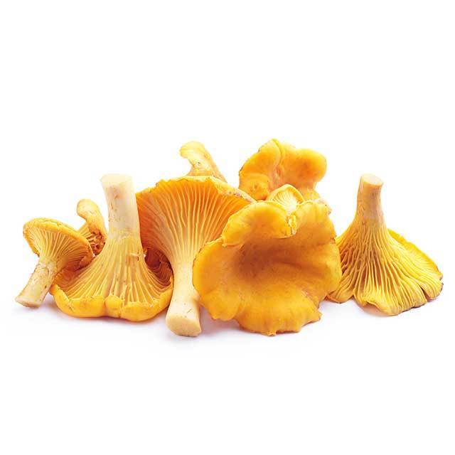 Wild Dried Cantharellus Cibarius Golden Chanterelle Mushrooms