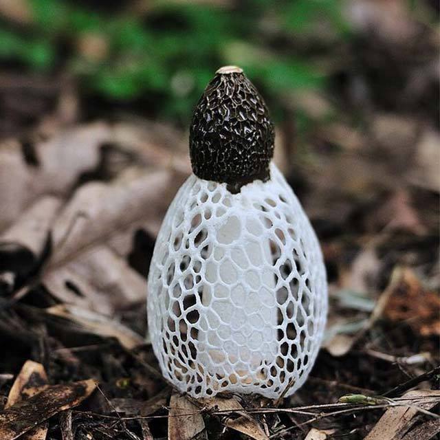 Dried Dictyophora Indusiata Bamboo Fungus Mushrooms Phallus indusiatus