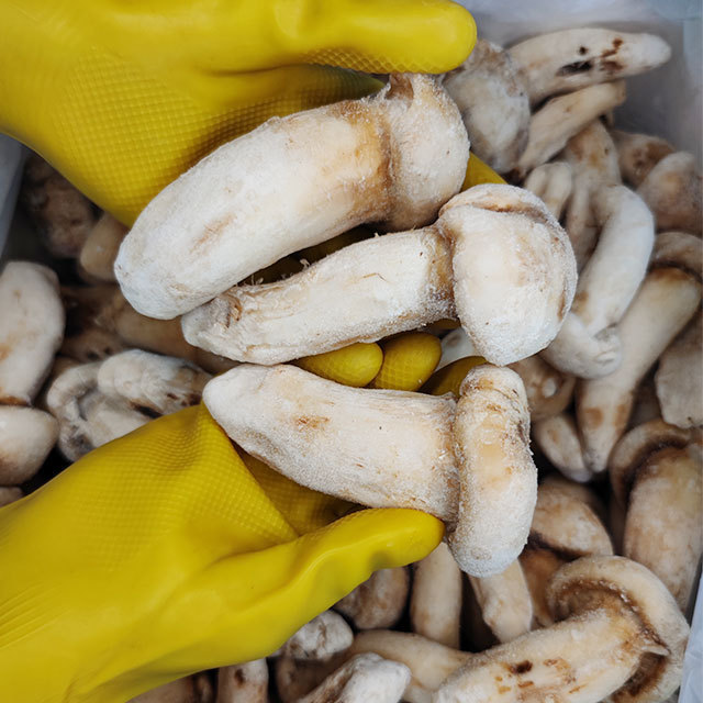 Wholesale price  fresh and quick frozen matsutake whole mushroom  size above 9cm