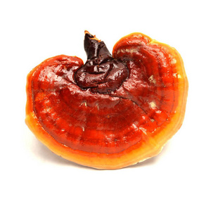 CONGSHAN Dried Red Reishi Ganoderma Lucidum Wholesale Price