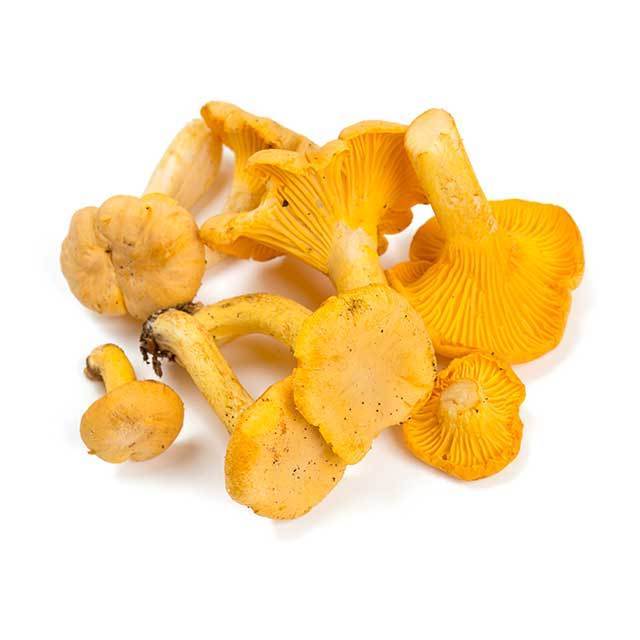 Wild Dried Cantharellus Cibarius Golden Chanterelle Mushrooms