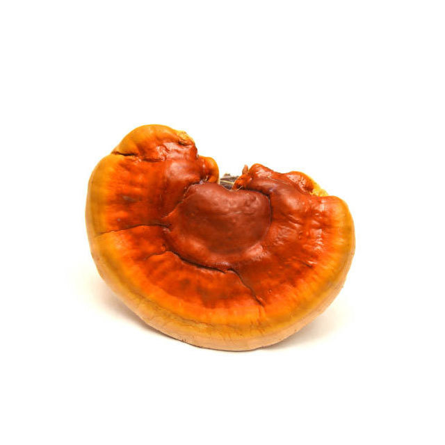 Dried Red Reishi Mushroom For Sale Best Red Reishi High Quality