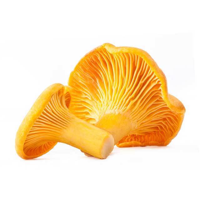 Wild Dried Cantharellus Cibarius Golden Chanterelle Mushrooms